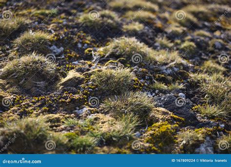 Macrophoto Of Deschampsia Antarctica, The Antarctic Hair Grass, One Of Two Flowering Plants ...