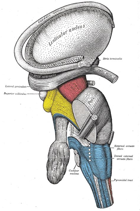 Lateral lemniscus - wikidoc