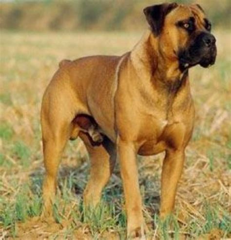 Top 10 Largest Dog Breeds in the World - PetHelpful