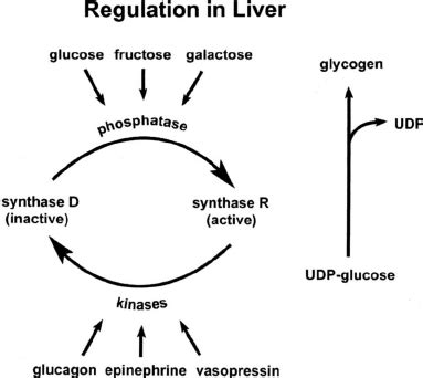 Regulation of glycogen synthase in liver. Glycogen synthase is ...