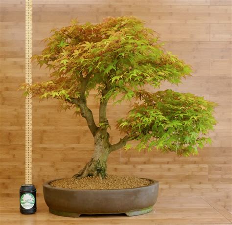 Japanese maple bonsai - addserre