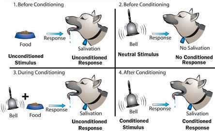 Conditioning Sequence - Kathy Sdao Seminar Seminar Pt.2 - When Hounds ...