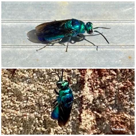 Never this seen before... Metallic blue/green flying insect. Anybody know? : r/insects