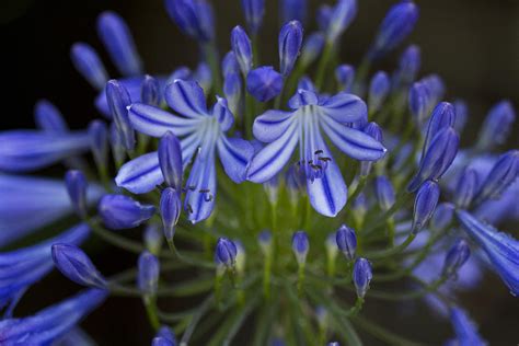 Agapanthus - Amaryllidaceae Family Photograph by Anna Calvert - Fine Art America