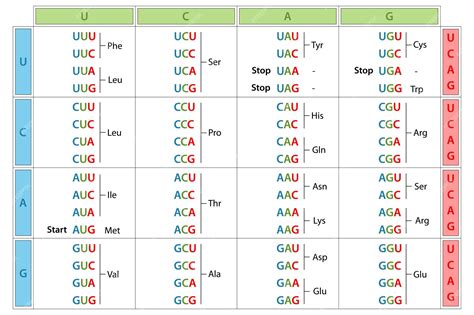 Premium Vector | The genetic code table