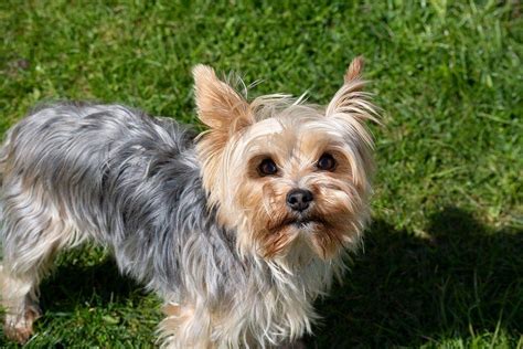 How Big Is A Full Grown Yorkie