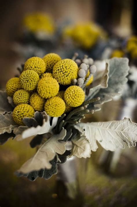 billy buttons and silver foliage | Elegant wedding flowers, Beautiful flowers, Billy buttons