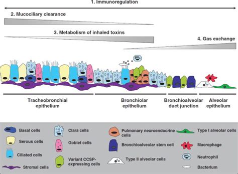 Airway regeneration: the role of the Clara cell secretory protein and the cells that express it ...