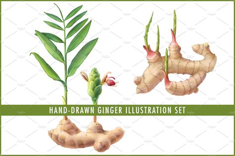 Ginger Plant Illustration | Creative Market