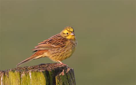 Photo Collection: Passerine, Bird