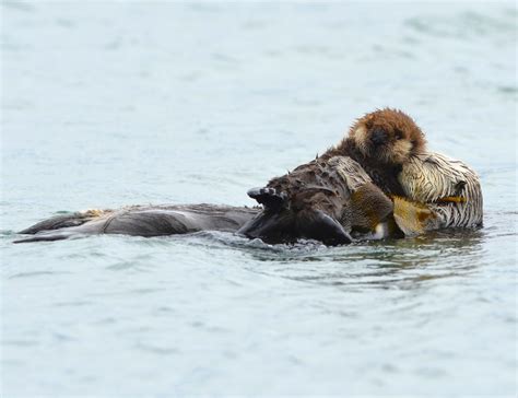 Sea Otters Hold Hands While They're Sleeping