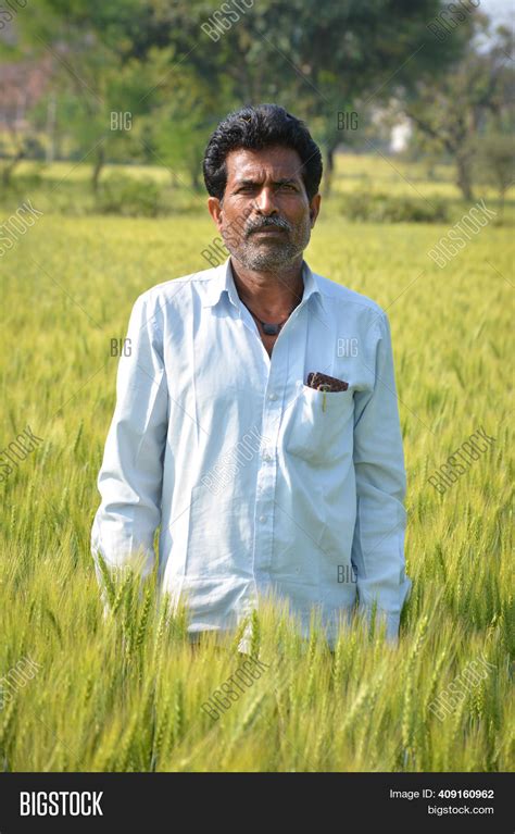 Indian Farmer Wheat Image & Photo (Free Trial) | Bigstock