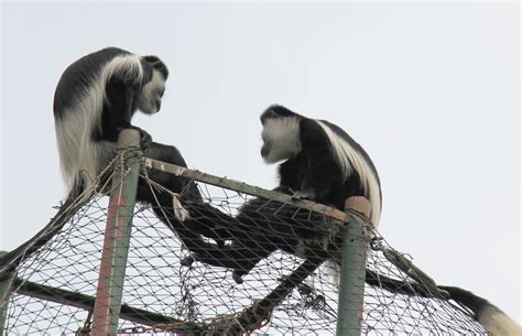 Lake Victoria - Wildlife - Uganda - Albis Photos