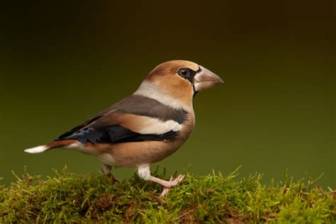 Hawfinch