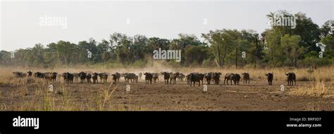 African buffalo herd Stock Photo - Alamy