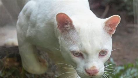 Descubren el primer ocelote albino del mundo, ¿por qué preocupa a los ...