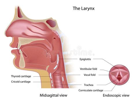 Anatomy of human voice box stock vector. Illustration of cartilage - 28039287