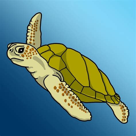 Green sea turtle clipart - Clipground