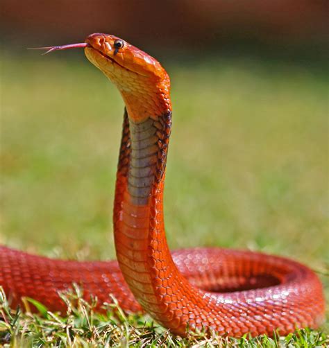 12 Beautiful Snakes You Will Love To Have As Pets. - Nairaland ...