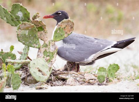 Laughing Gull (Leucophaeus atricilla) Mother and Chick Stock Photo - Alamy