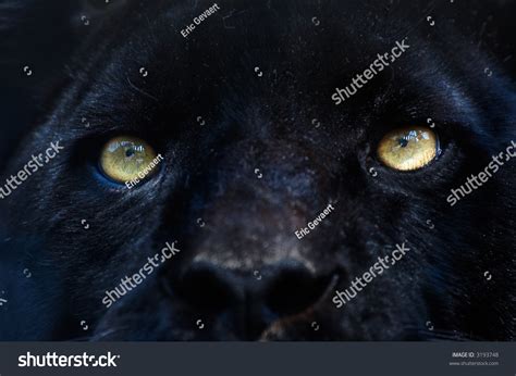 Closeup Black Panther Stock Photo 3193748 - Shutterstock