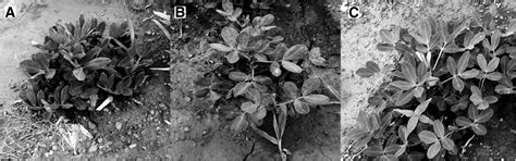 Varietal Response to Groundnut Rosette Disease and the First Report of Groundnut ringspot virus ...