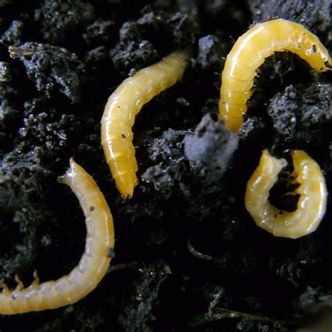 How to Identify and Get Rid of Wireworms | Planet Natural | Garden ...