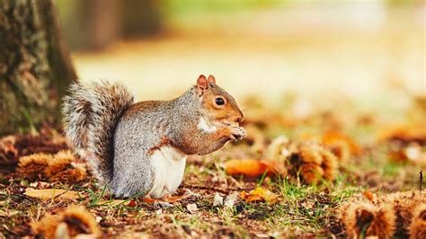 Squirrel Culling in the UK