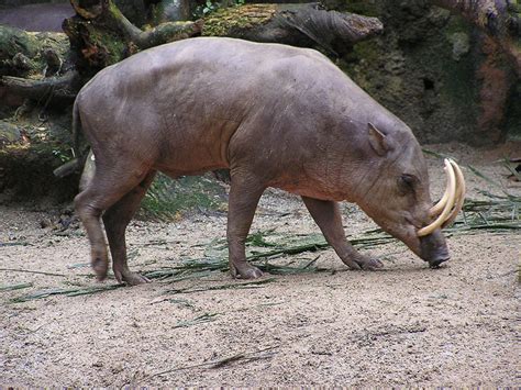 Babi Hutan di Asia Tenggara Kini Menghadapi Wabah Demam Babi Afrika ...