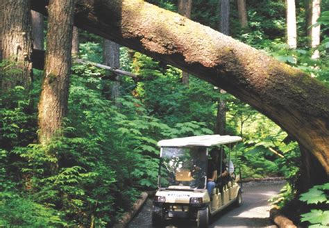 Juneau Mendenhall Glacier and Gardens Tour | Alaska Shore Excursions