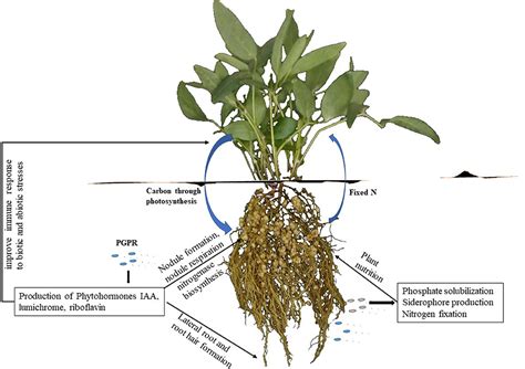 Frontiers | Rhizobia as a Source of Plant Growth-Promoting Molecules: Potential Applications and ...