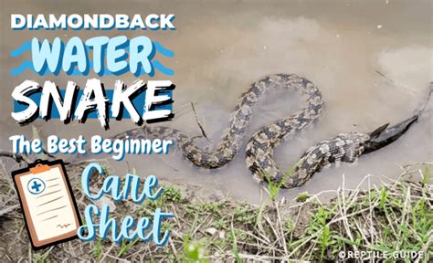 Diamondback Water Snake: The Best Beginner Care Guide