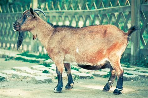 Brown and Black Goat With Horn Standing Near Fence · Free Stock Photo