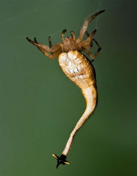 Real Monstrosities: Scorpion-tailed Spider, Arachnura higginsi