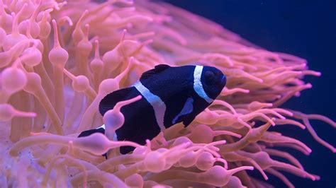 Black White Ocellaris Clownfish Under Sea HD Animals Wallpapers | HD ...