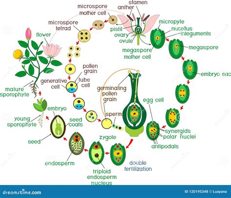 Ciclo Di Vita Dell'angiosperma Diagramma Del Ciclo Di Vita Della Pianta Di Fioritura Con Doppi ...