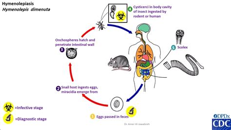 Hymenolepis diminuta life cycle - YouTube