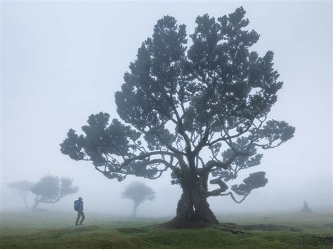 Fanal Forest Madeira Photography Guide