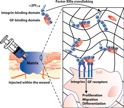 Engineering the Growth Factor Microenvironment with Fibronectin Domains ...