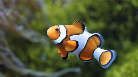 'The Nemo effect' is untrue: Animal movies promote awareness, not harm ...