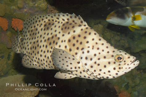 Panther Grouper Photo, Stock Photograph of a Panther Grouper, Chromileptis altiveles, #12878 ...