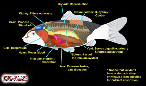 Koi Fish Skeleton Anatomy Diagram, Koi Fish External Anatomy Diagram | Fish anatomy, Koi fish, Koi