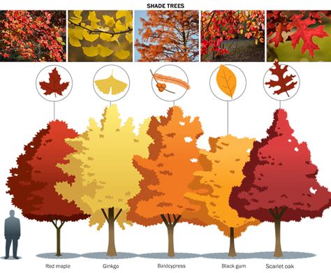 The 15 best trees and shrubs for fall foliage | Fall color trees, Fall landscaping, Fall plants