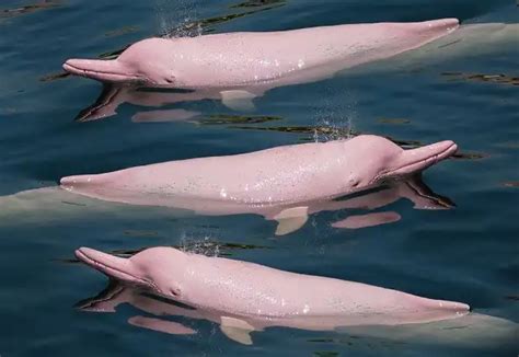 Pink Dolphin - Facts, Size, Diet, Pictures - All Animal Facts