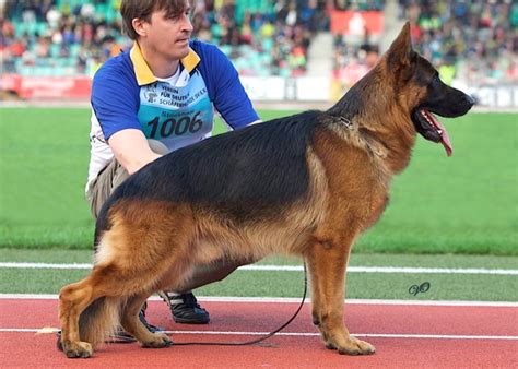 Breed Standard – German Shepherd Dog Council of Australia