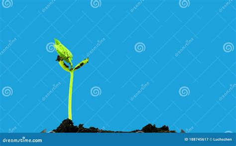 Bean Plant Growth Time Lapse on Blue Background Stock Video - Video of seedling, vegetable ...