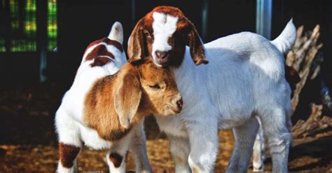 How to Take Care of Baby Goats - Everything You Need to Know