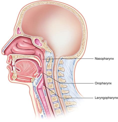 Oropharyngeal Airway Diagram