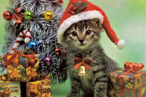 The Double Negative » Hey It’s Christmas! Here’s A Cat.