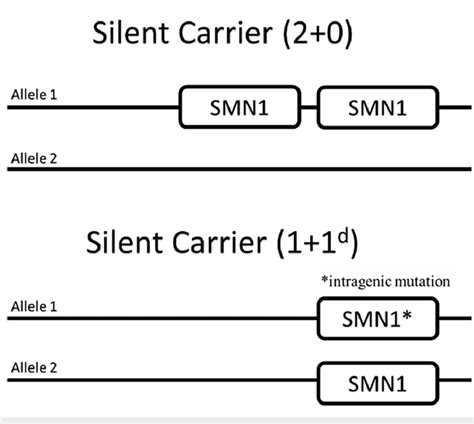 Silent carrier (2+0) of two copies of SMA1 on a single chromosome and... | Download Scientific ...